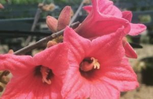 Botanix Plant Supply