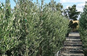 Botanix Plant Supply