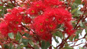 Botanix Plant Supply