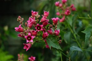Brachychiton 'Griffiths Pink'