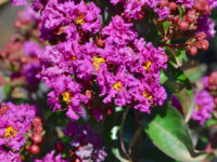 Crepe Myrtle