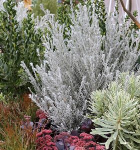Eremophila nivea