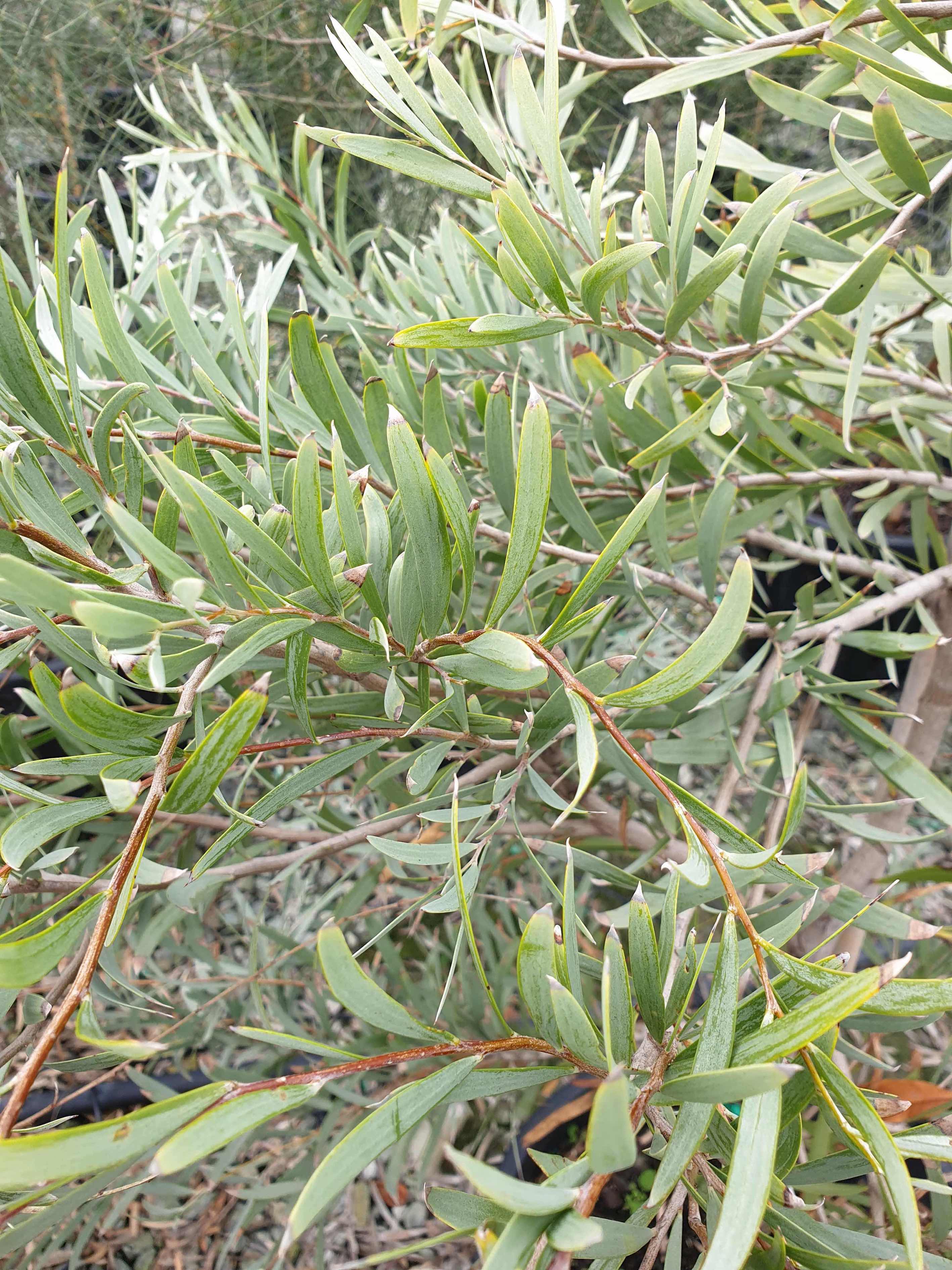 Acacia pendula 3