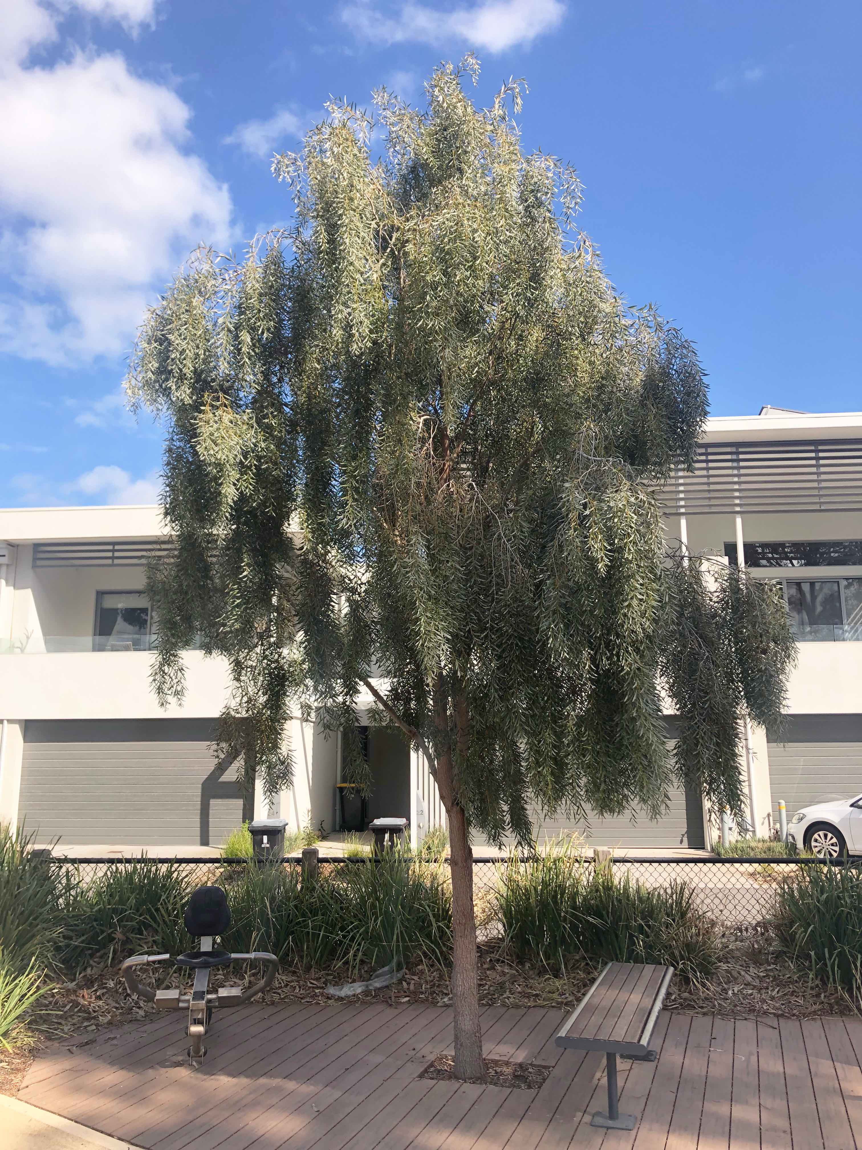Acacia pendula – Botanix Plant Supply