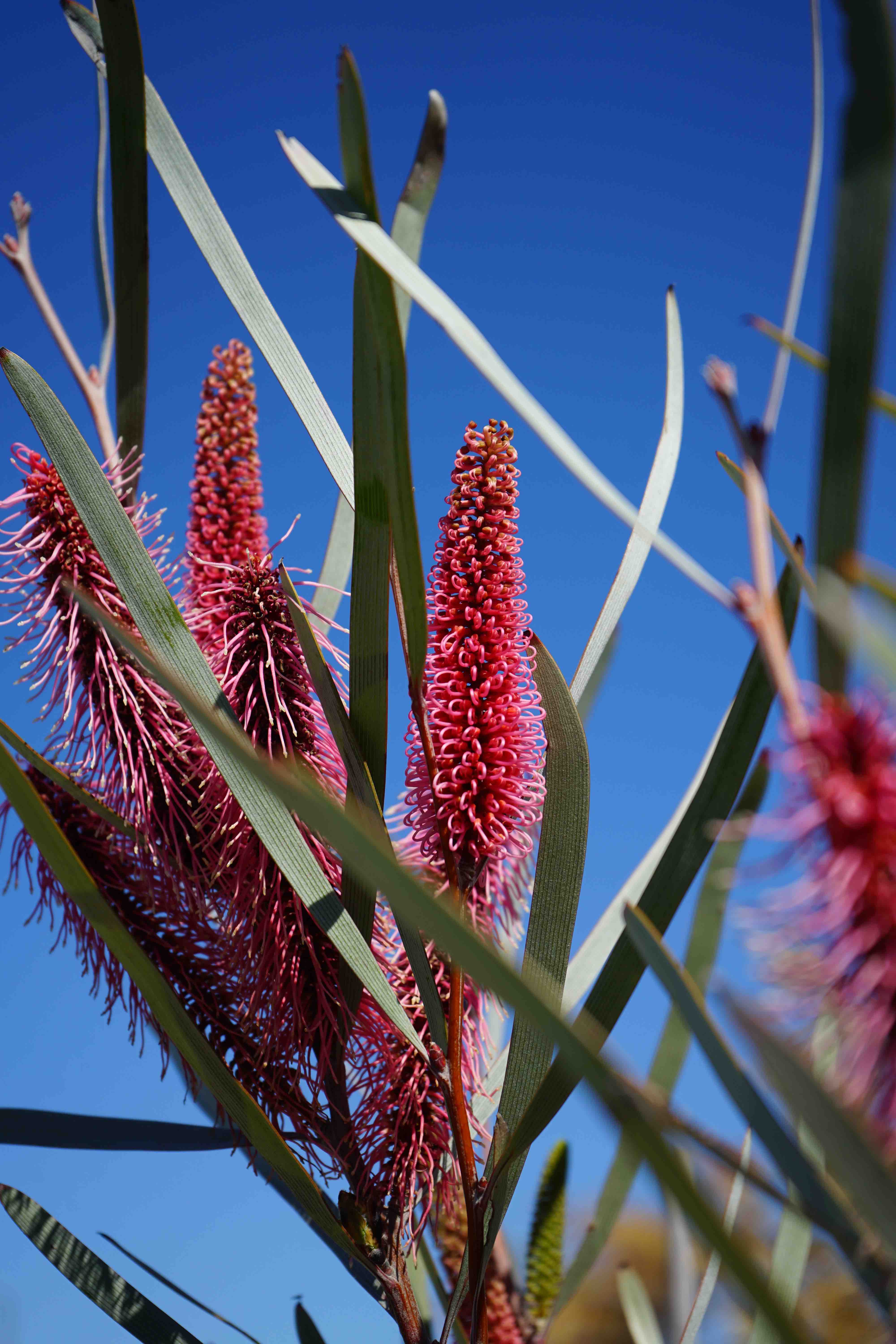 Hakea